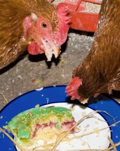 Høns i kage